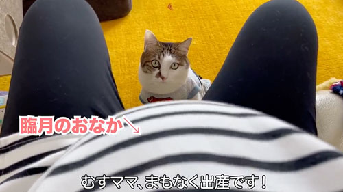 ママと久しぶりに再会した猫たち