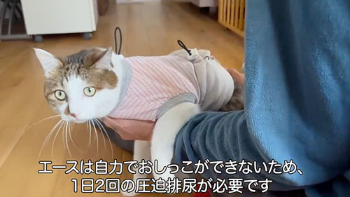 ママと久しぶりに再会した猫たち
