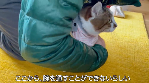 ママと久しぶりに再会した猫たち