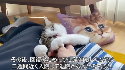 ママと久しぶりに再会した猫たち