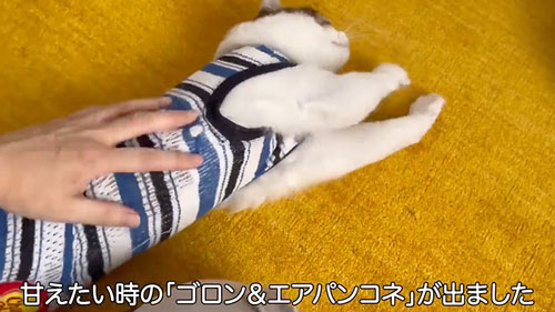 ママと久しぶりに再会した猫たち