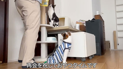ママと久しぶりに再会した猫たち