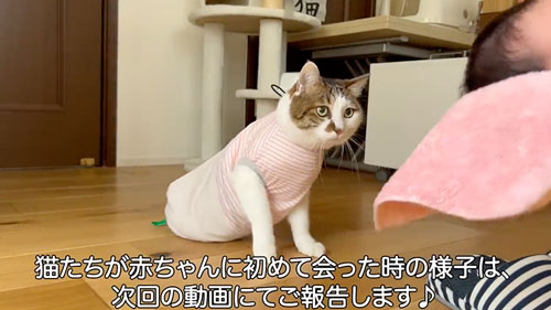 ママと久しぶりに再会した猫たち