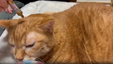 猫ちゃんとスティック