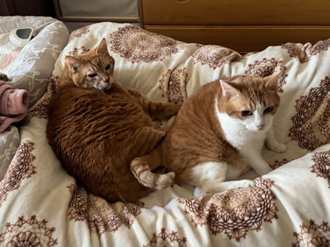 布団かかった足の上でまどろむにゃんず