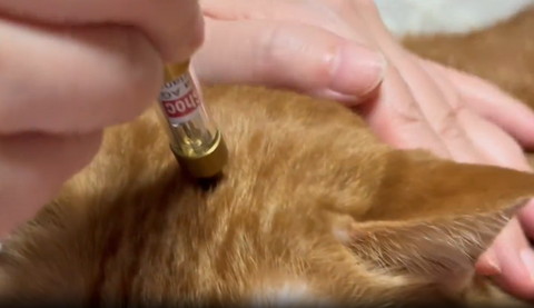 なでられる猫ちゃんの頭にスティック