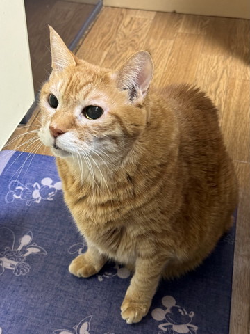 お座りする茶トラ猫