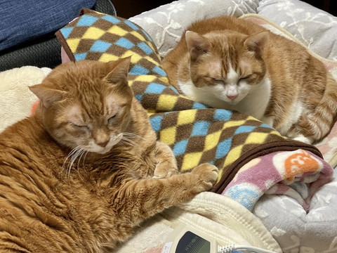 目を閉じてる猫2匹