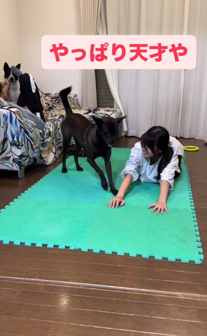 姿勢を低くしようとするワンコ