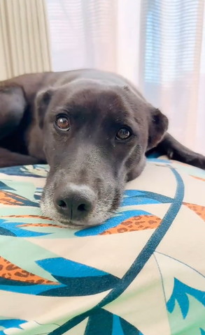 黒ワンコアップ