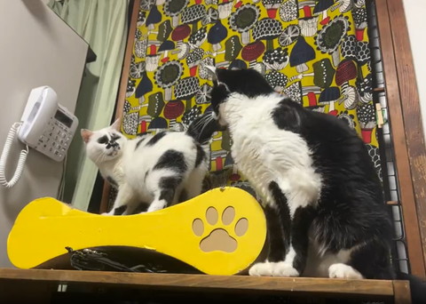 フレーメン顏で猫見つめる猫