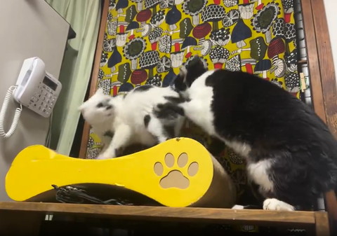 お尻の匂いかぐ猫ぶれてる