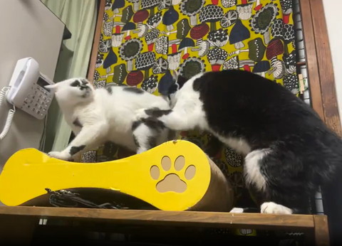 前足で抑えてお尻の匂いかぐ猫