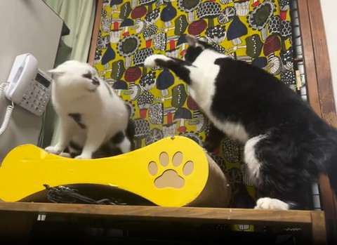 右前足あげる猫とイカ耳猫