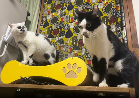 引いた顏で猫を見る猫