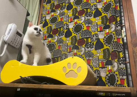 爪とぎの上で遠くを見つめる猫