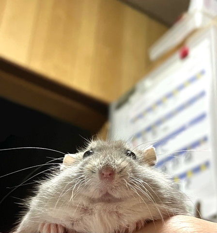 ほほえんでるハムスターアップ