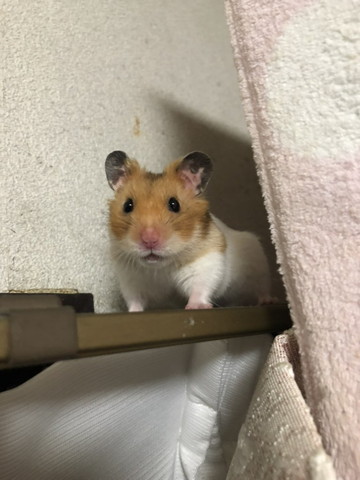 レールにのぼるハムスター