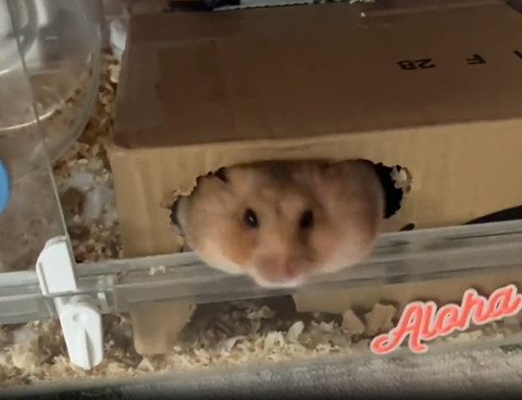 ダンボールから顔出すハムスター