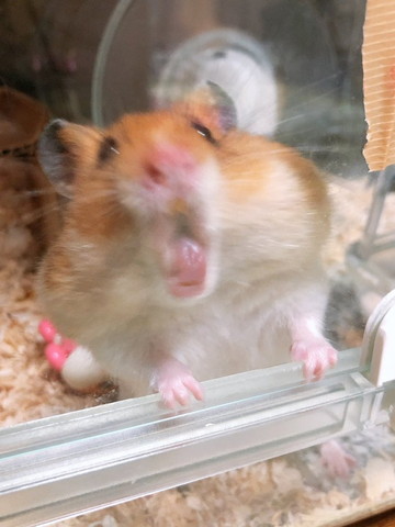 舌だしてるハムスター