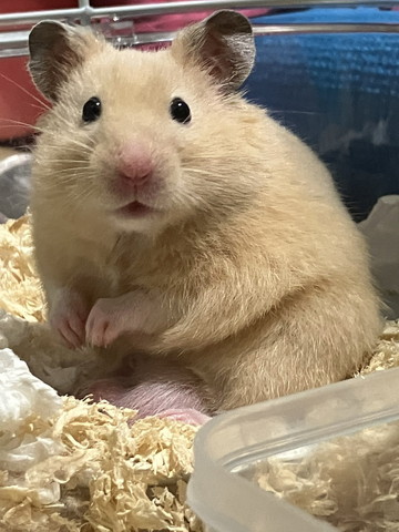 カメラ目線ハムスター