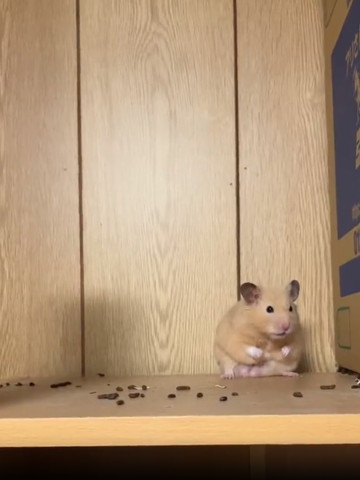 座ってるハムスター