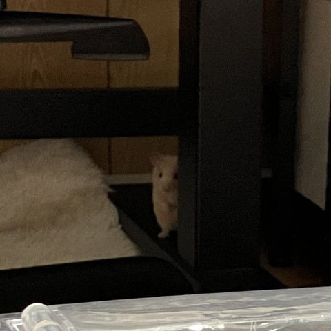 のぞいてるハムスター