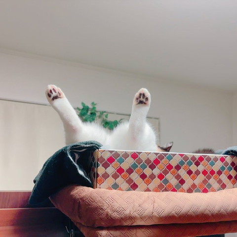 後ろ足あげて寝てる猫ちゃん