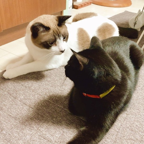 見つめ合う猫たち