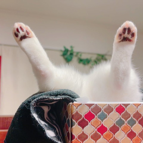 後ろ足あげて寝てる猫ちゃんアップ