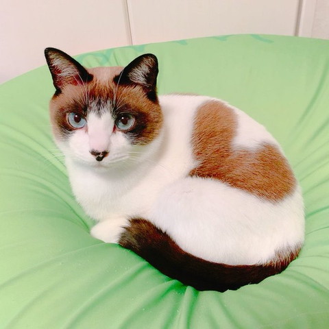 クッションの猫柄ハート