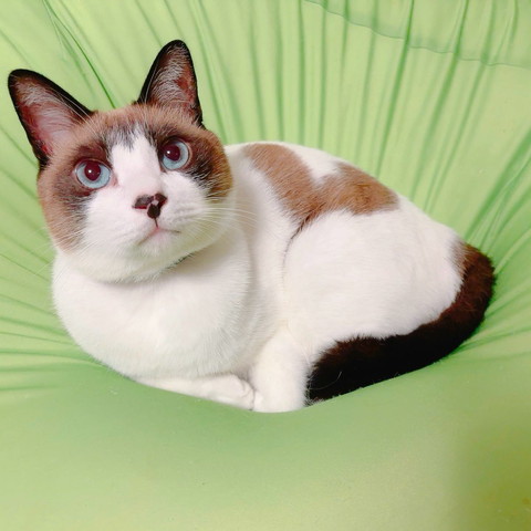 前足を少ししまって上目遣い猫ちゃん