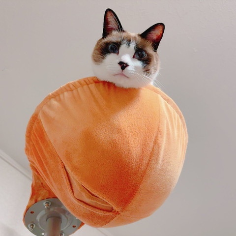 ハンモックから見下ろす猫ちゃん