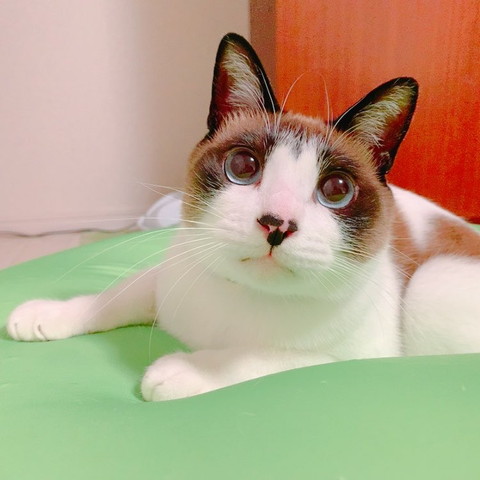 おめめキラキラ猫ちゃん