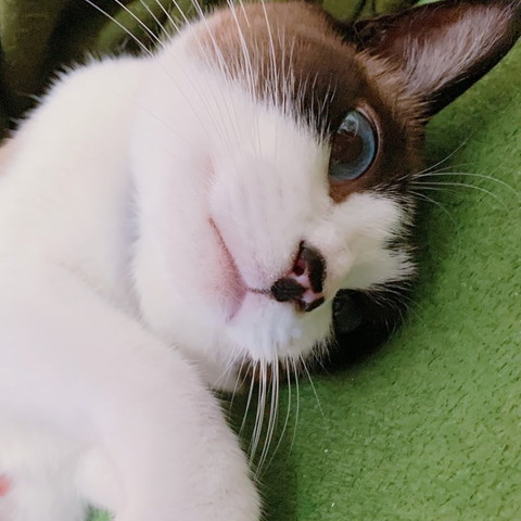 寝転がってる猫ちゃんアップ
