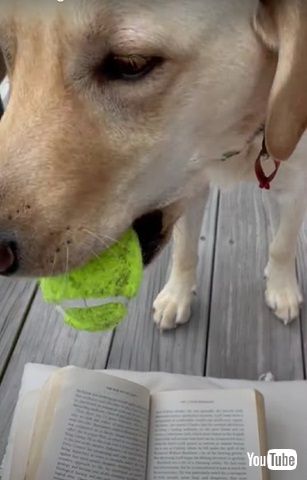 読書を許さないワンコ