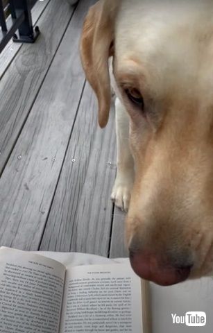 読書を許さないワンコ