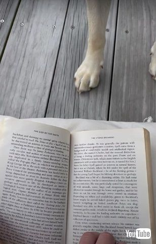 読書を許さないワンコ