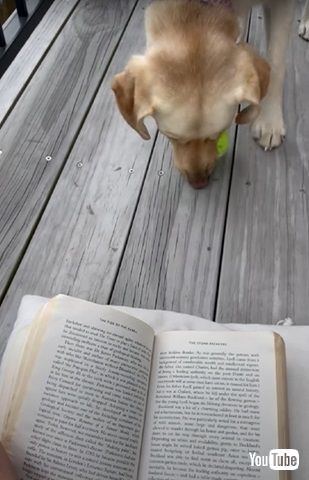 読書を許さないワンコ