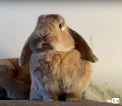 ウサギのあくび