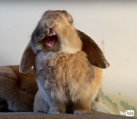 ウサギのあくび