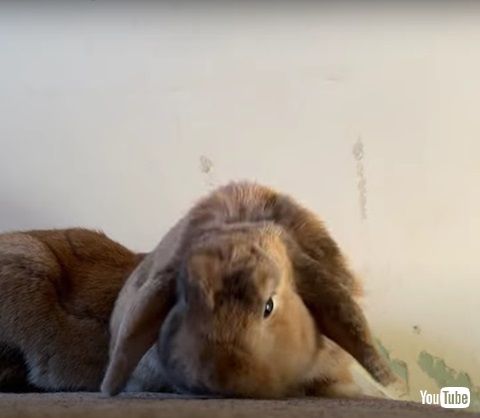 ウサギのあくび