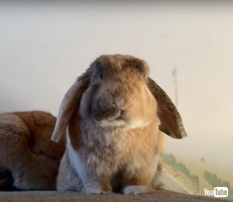 ウサギのあくび