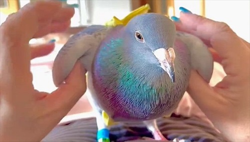 ハトのワキワキストレッチ