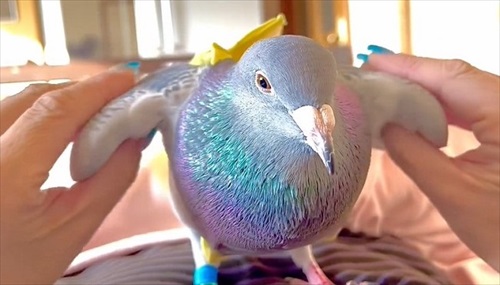 ハトのワキワキストレッチ