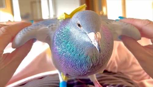 ハトのワキワキストレッチ