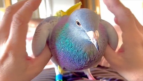 ハトのワキワキストレッチ