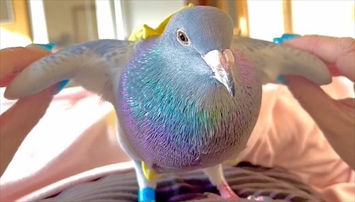 ハトのワキワキストレッチ