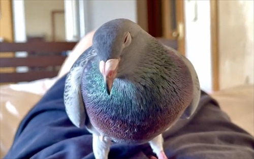ハトのワキワキストレッチ
