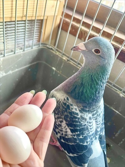 ハトのワキワキストレッチ